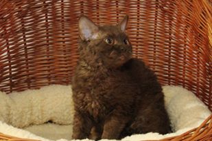 Selkirk rex cattery