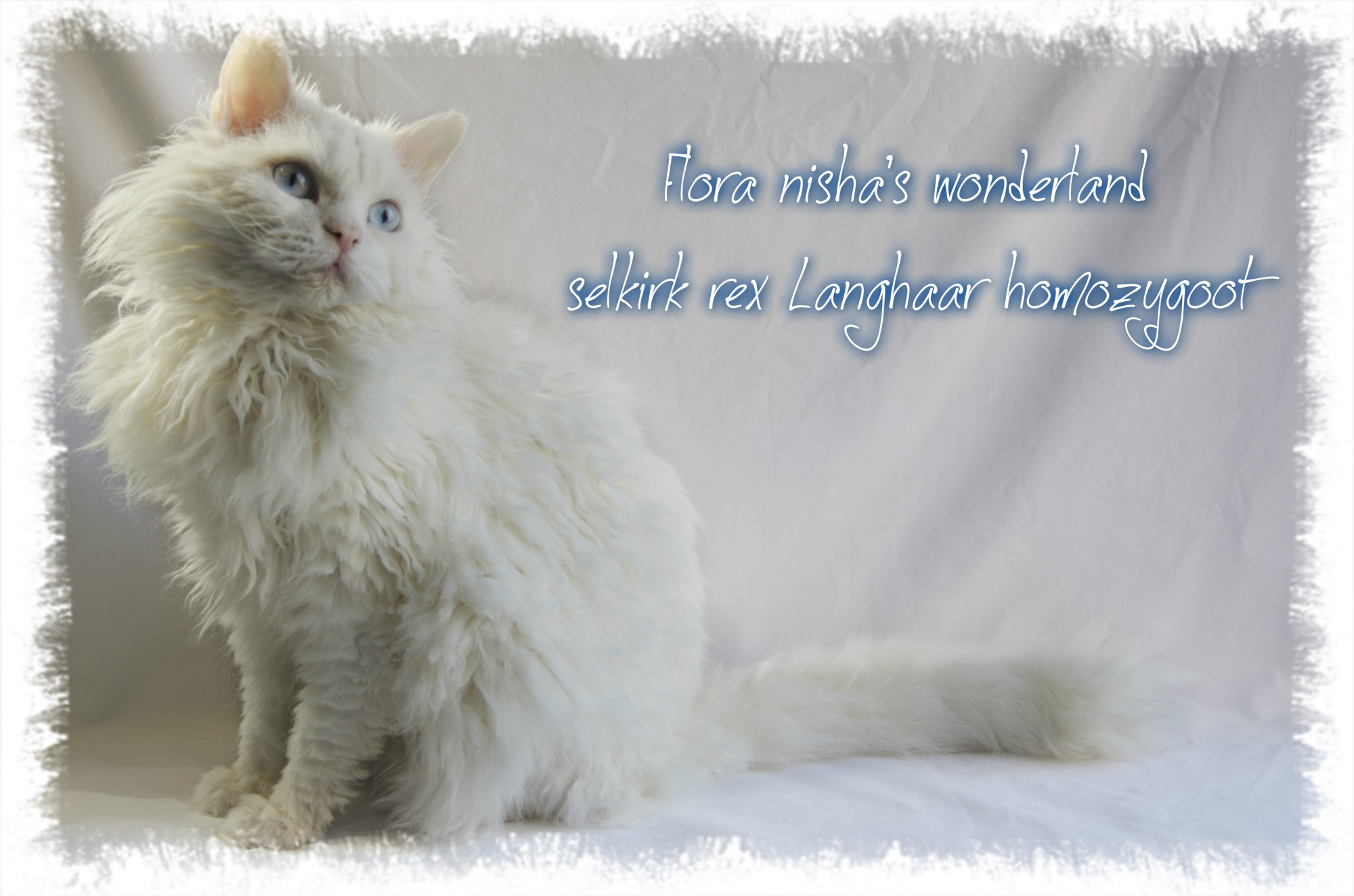 Selkirk rex cattery