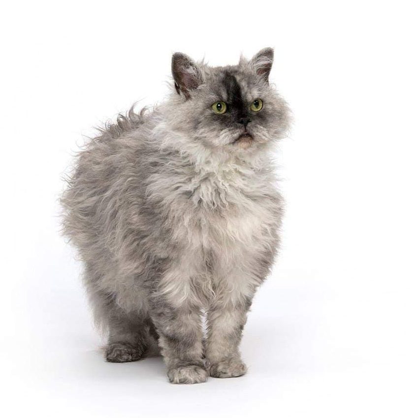 Selkirk rex cattery