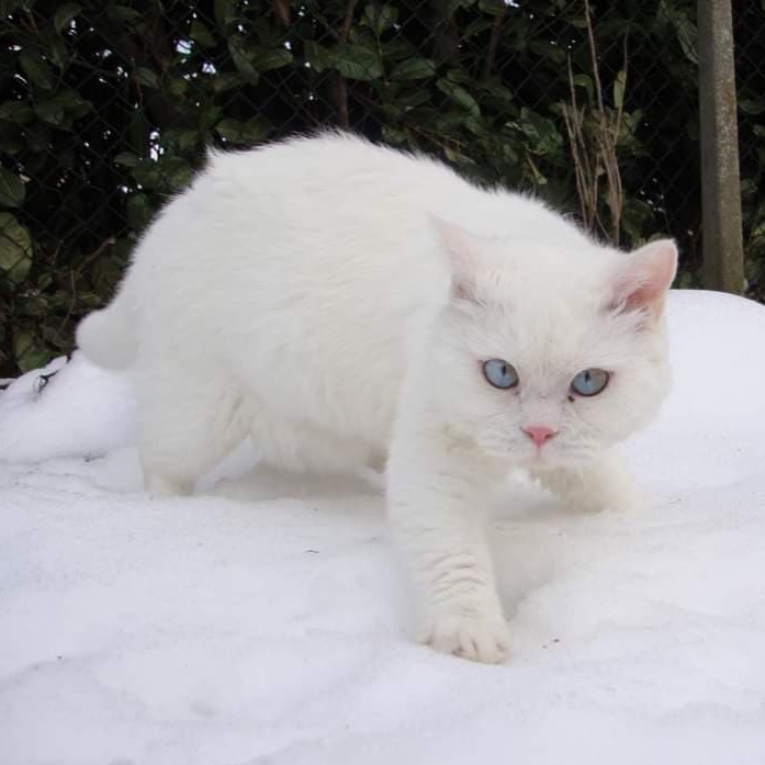 Selkirk rex