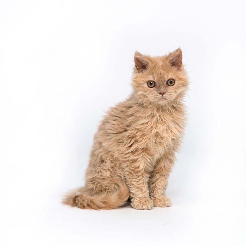 Selkirk rex kittens